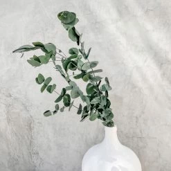 Yunnan Dianfeng Flower Technology Co. Ltd Natural Eucalyptus Leaf