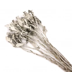 Yunnan Dianfeng Flower Technology Co. Ltd New Home Decor Fried Jacobaea Maritima