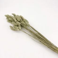 Yunnan Dianfeng Flower Technology Co. Ltd Natural Gem Grass Best Of Home Decor