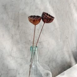 Yunnan Dianfeng Flower Technology Co. Ltd Dried Natural Seed Pod, Set Of 2