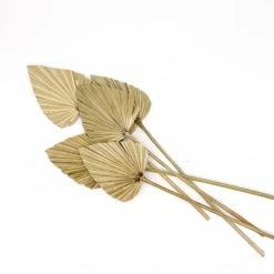Yunnan Dianfeng Flower Technology Co. Ltd Dried Palms, Set Of 2 New Home Decor