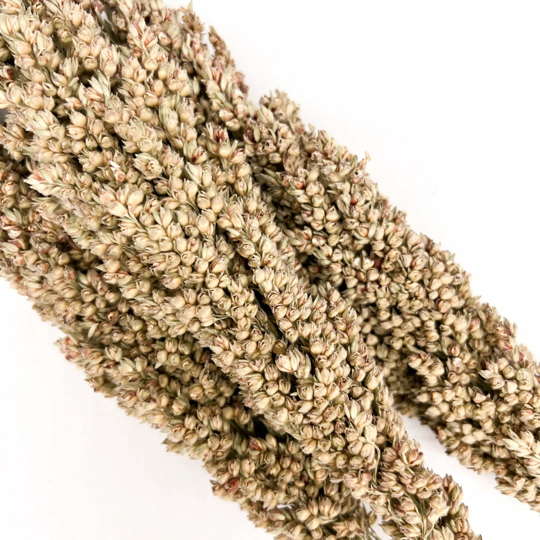 Yunnan Dianfeng Flower Technology Co. Ltd New Home Decor Dried Sorghum Flower, Bundle Of 3