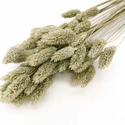 Yunnan Dianfeng Flower Technology Co. Ltd Natural Gem Grass Best Of Home Decor