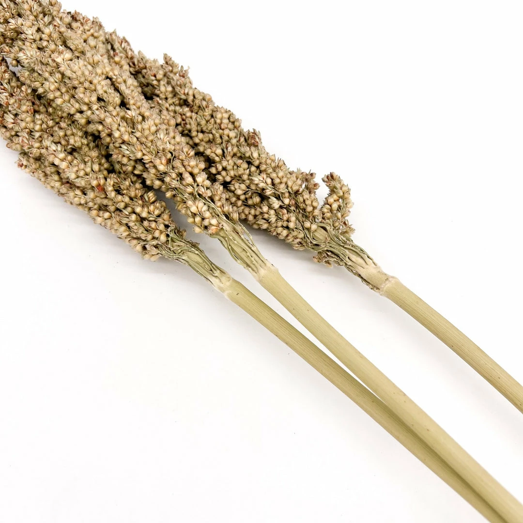 Yunnan Dianfeng Flower Technology Co. Ltd New Home Decor Dried Sorghum Flower, Bundle Of 3
